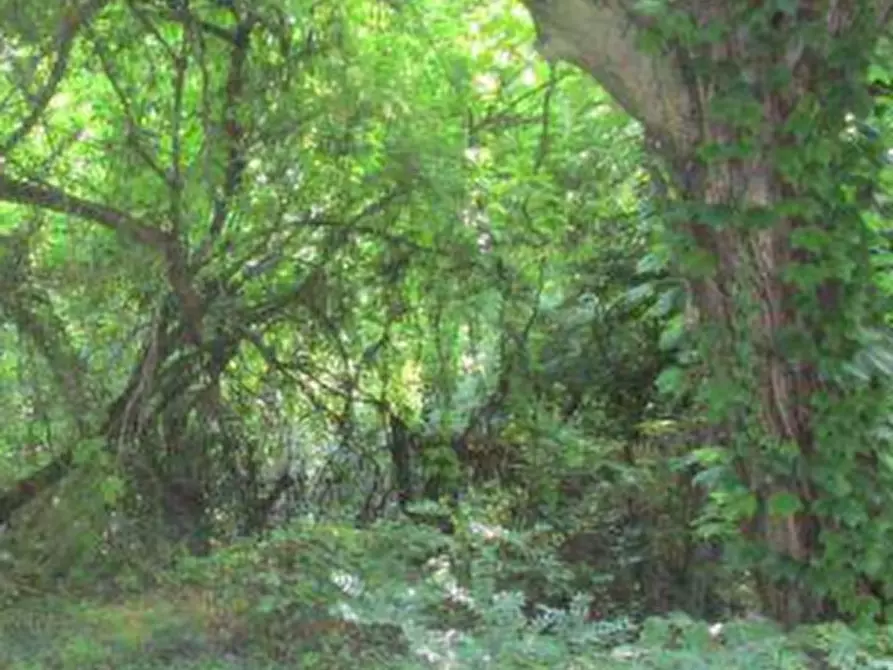 Immagine 7 di Rustico / casale in vendita  in Via Bocca Chiavica  a Gazzuolo