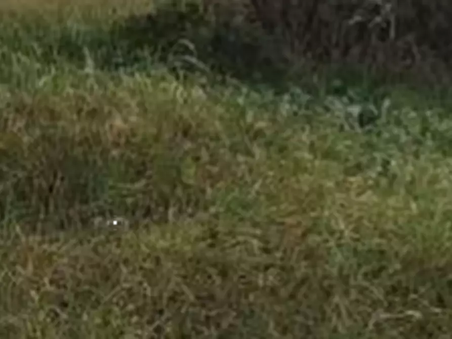 Immagine 4 di Terreno edificabile in vendita  in Via idra a Fiumicino