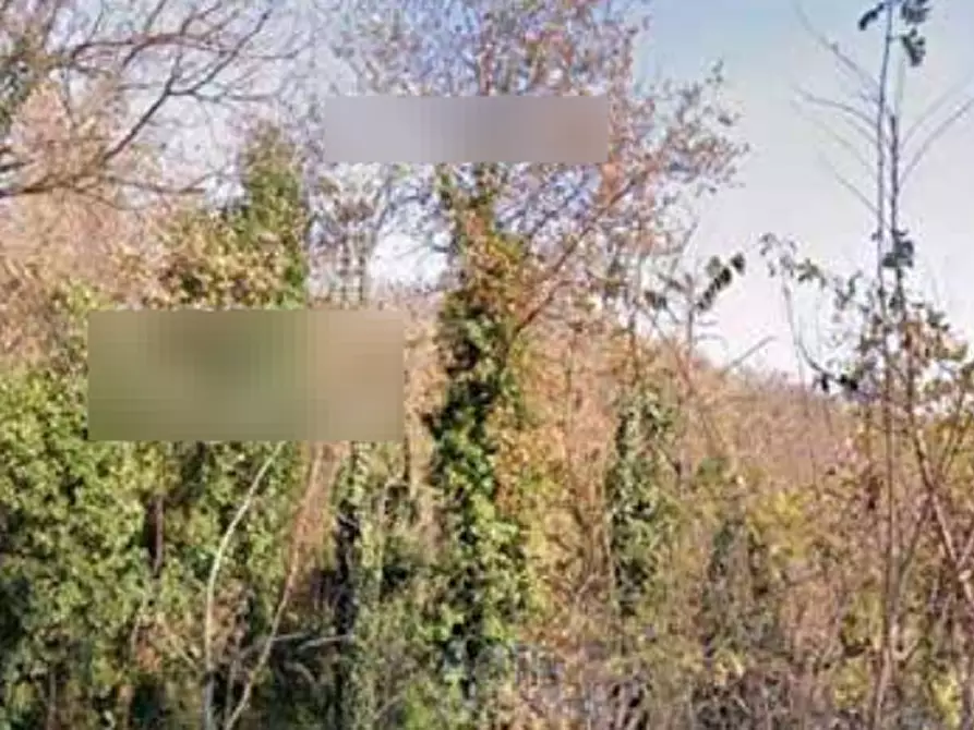 Immagine 3 di Terreno agricolo in vendita  in Frazione Valvinera a Castagnole Monferrato