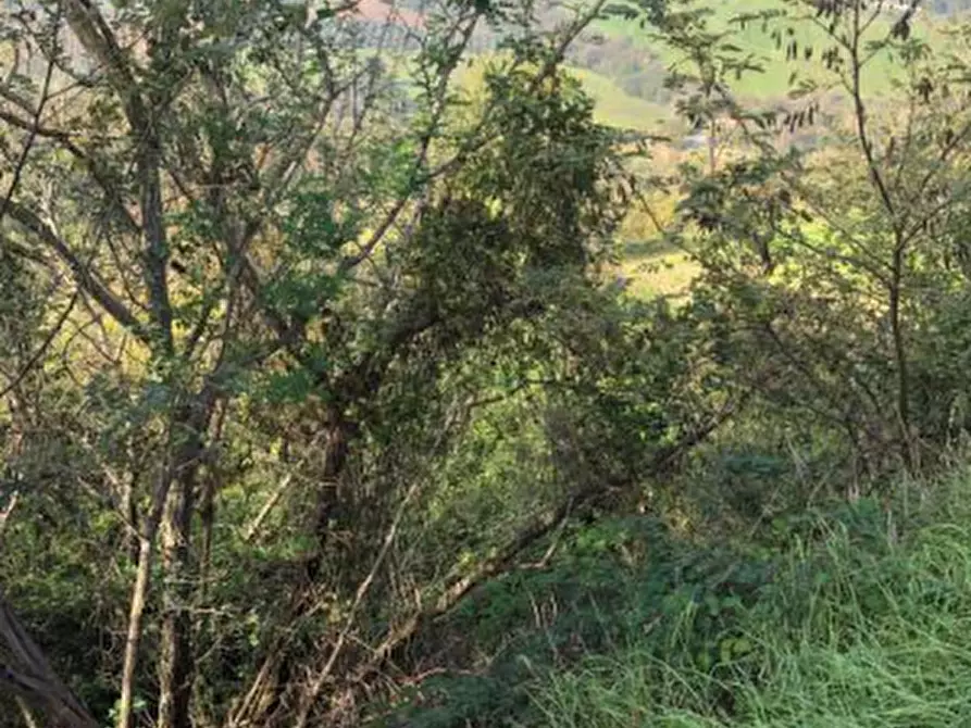 Immagine 2 di Terreno agricolo in vendita  in Via Vallino a Sogliano Al Rubicone
