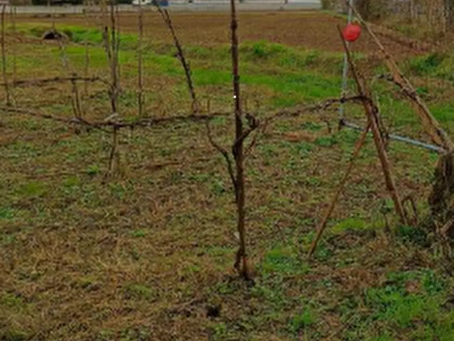 Immagine 6 di Terreno agricolo in vendita  in Località Marcallo con Casone a Marcallo Con Casone