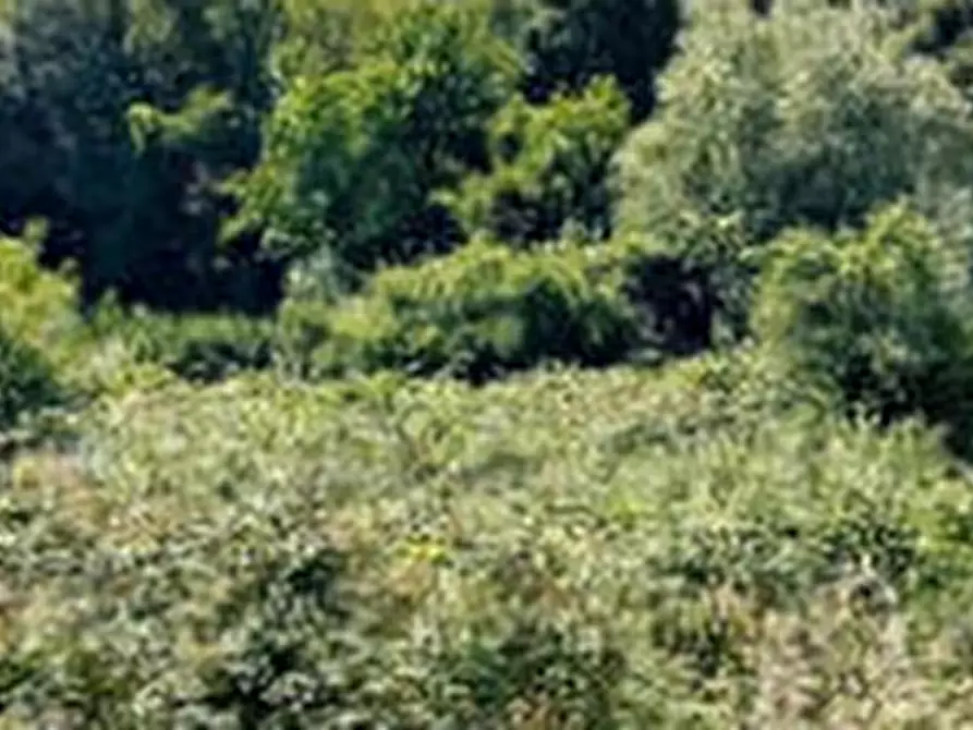 Immagine 5 di Terreno agricolo in vendita  in Via Case Sparse a Greve In Chianti