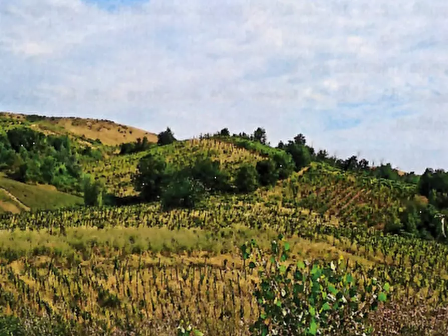 Immagine 2 di Terreno agricolo in vendita  in Località Borgoratto Mormorolo a Borgoratto Mormorolo