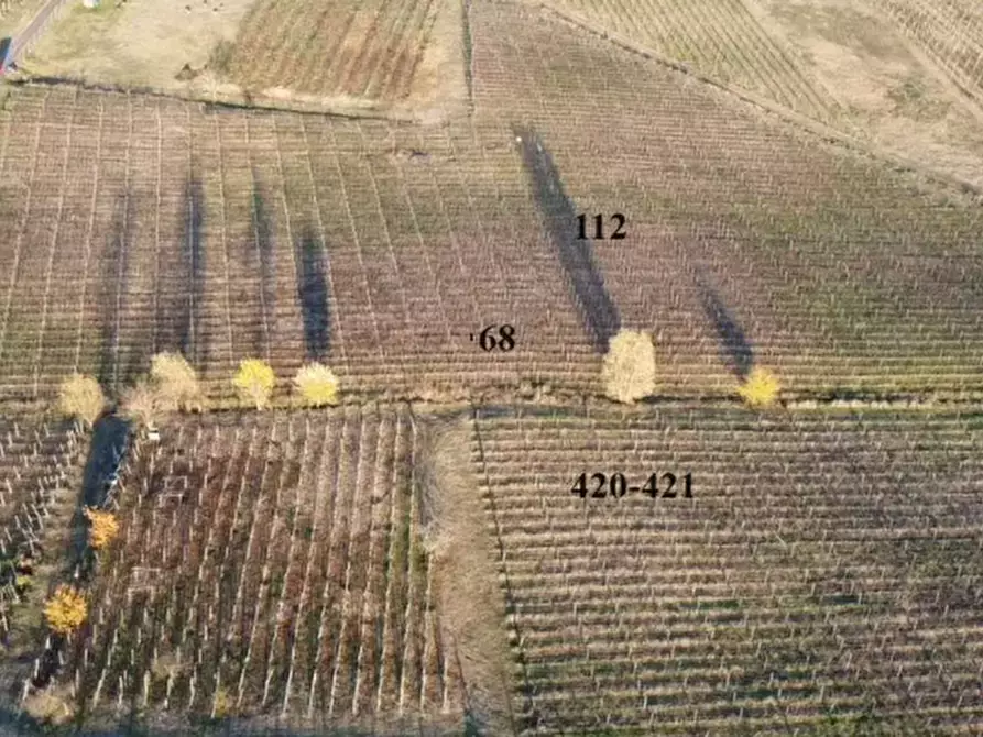 Immagine 1 di Terreno agricolo in vendita  in Frazione Pieve a Rovescala