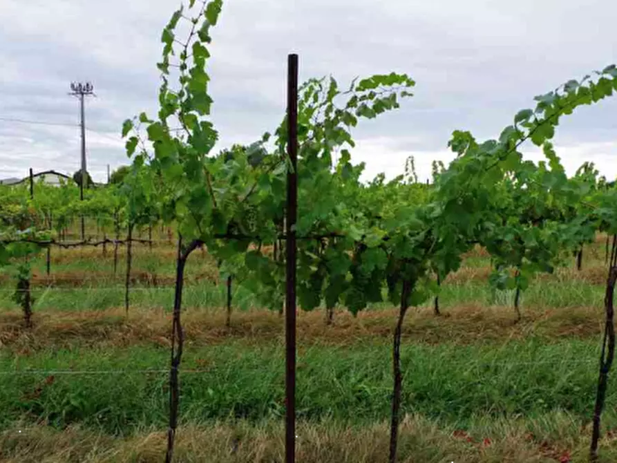 Immagine 22 di Stabile in vendita  in Via Malintrada a Gorgo Al Monticano