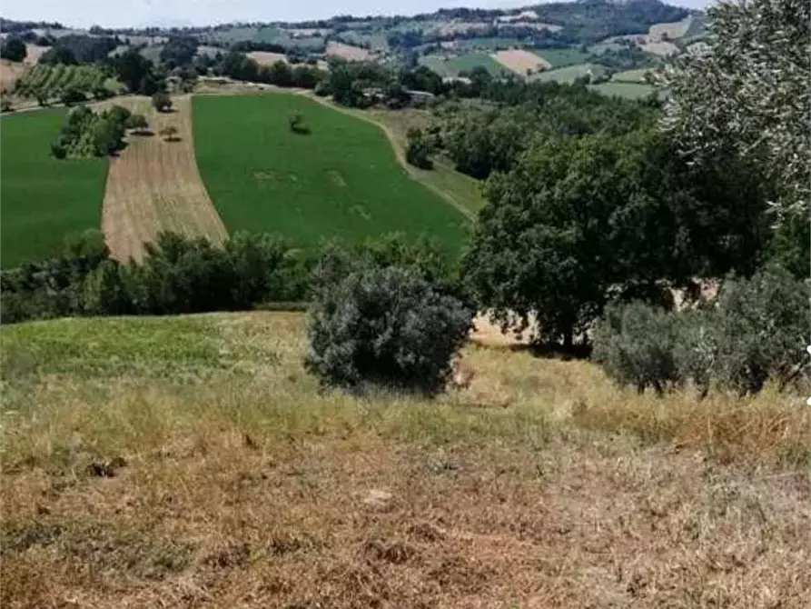 Immagine 3 di Terreno agricolo in vendita  in Strada provinciale strada Provinciale per Alteta fino al Fosso il Rio a Montegiorgio