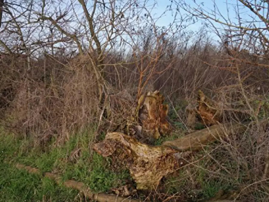 Immagine 3 di Terreno edificabile in vendita  in via della Libertà a Gazzuolo