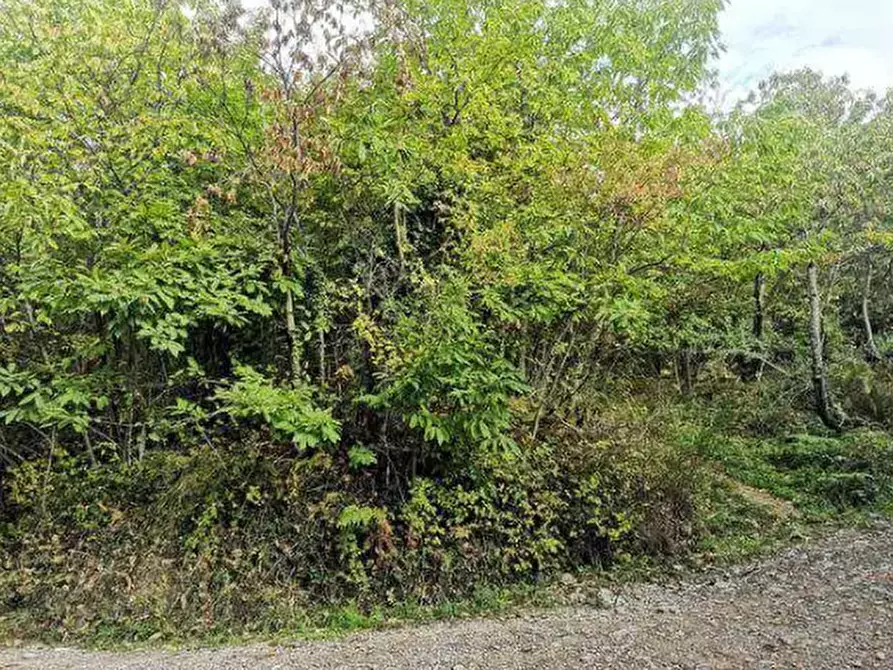 Immagine 3 di Terreno agricolo in vendita  in Località Il Saltino a Barberino Di Mugello