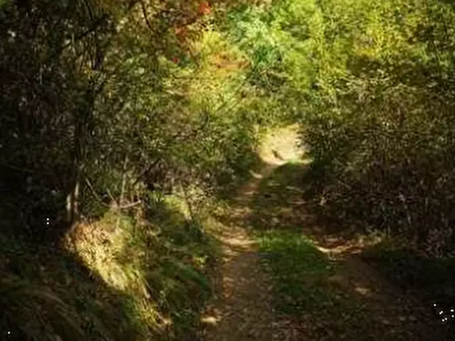 Immagine 8 di Terreno agricolo in vendita  in Località Il Saltino a Barberino Di Mugello