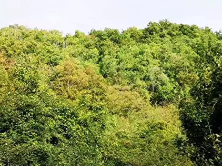 Immagine 9 di Terreno agricolo in vendita  in Località Il Saltino a Barberino Di Mugello