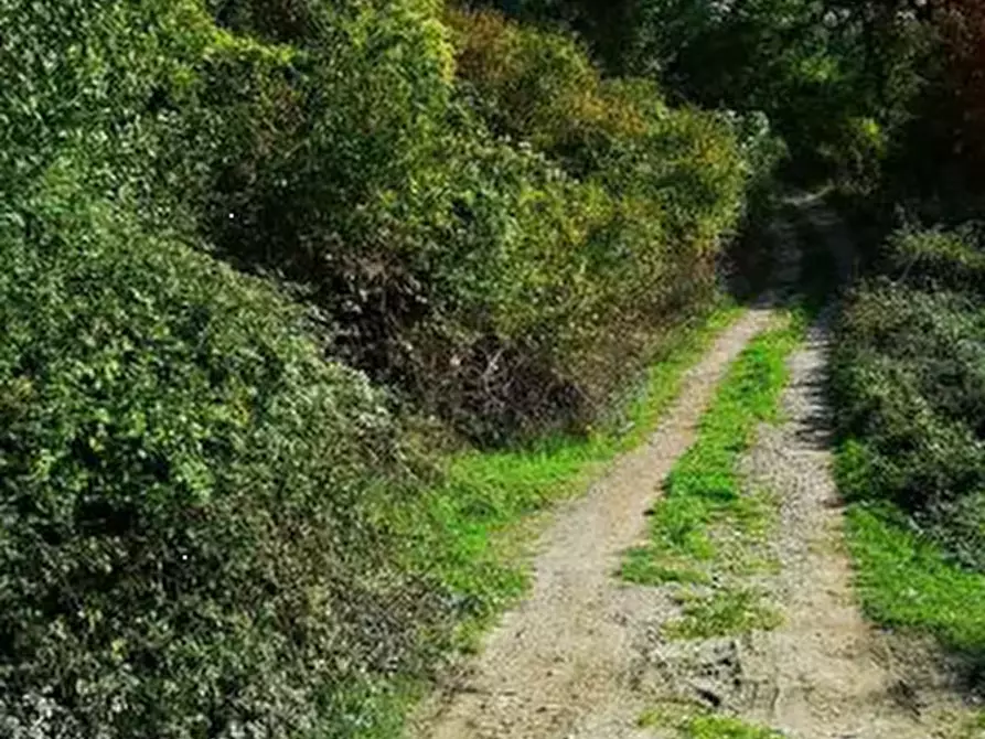 Immagine 11 di Terreno agricolo in vendita  in Località Il Saltino a Barberino Di Mugello