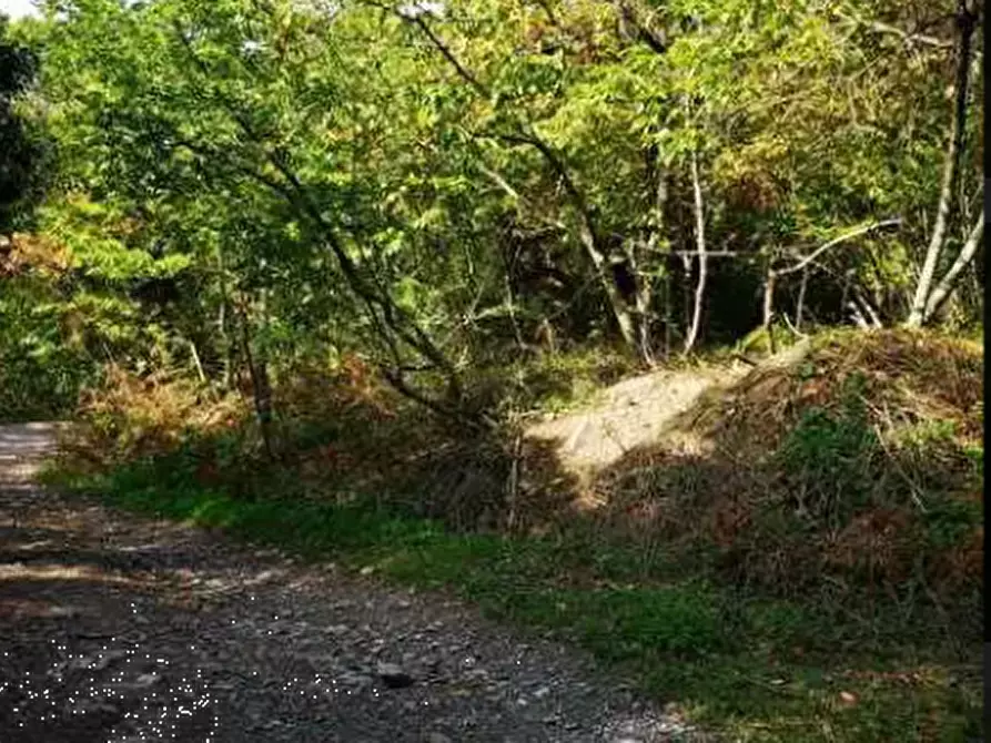 Immagine 12 di Terreno agricolo in vendita  in Località Il Saltino a Barberino Di Mugello