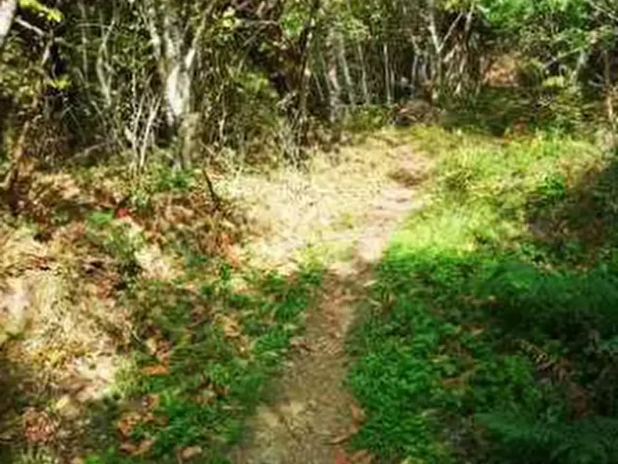 Immagine 13 di Terreno agricolo in vendita  in Località Il Saltino a Barberino Di Mugello