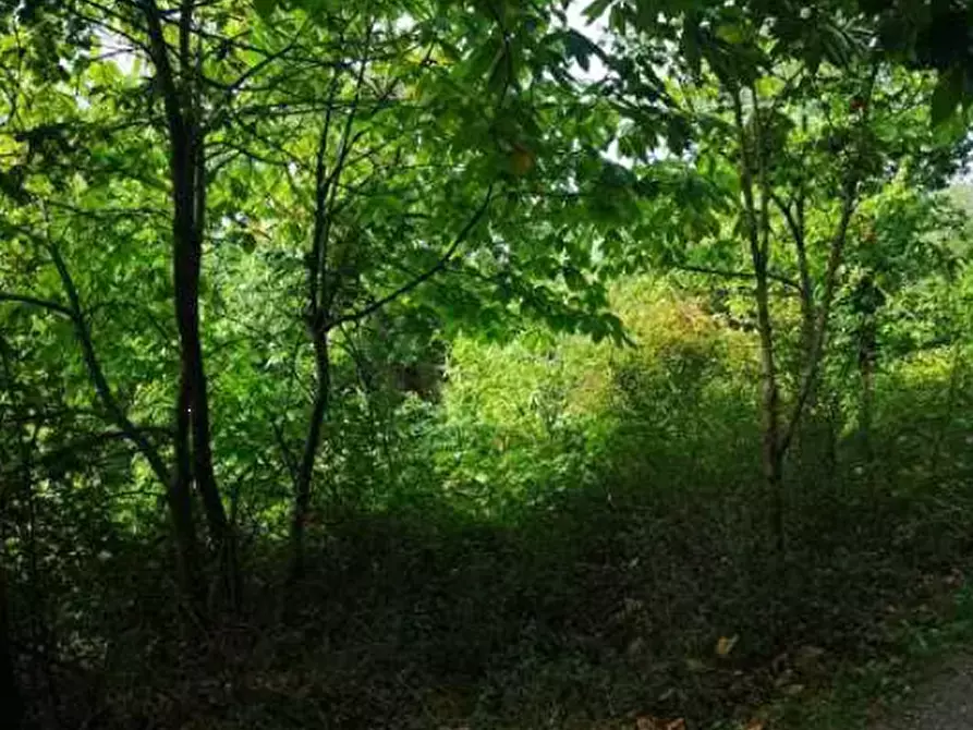 Immagine 15 di Terreno agricolo in vendita  in Località Il Saltino a Barberino Di Mugello