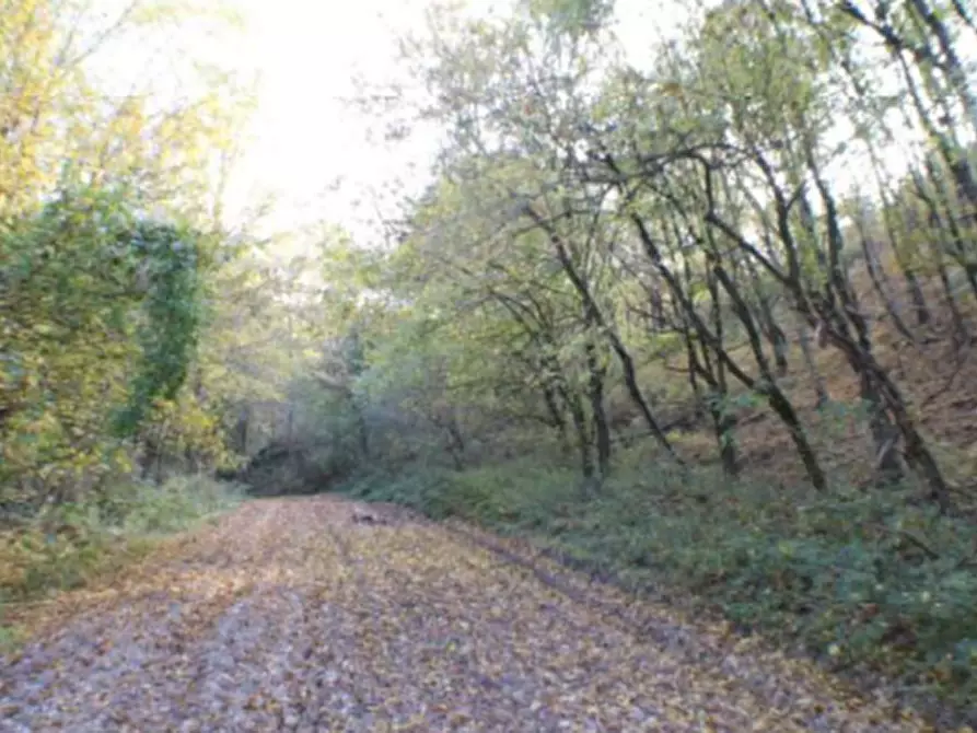 Immagine 4 di Terreno agricolo in vendita  in Località Campodarco a Nocera Umbra