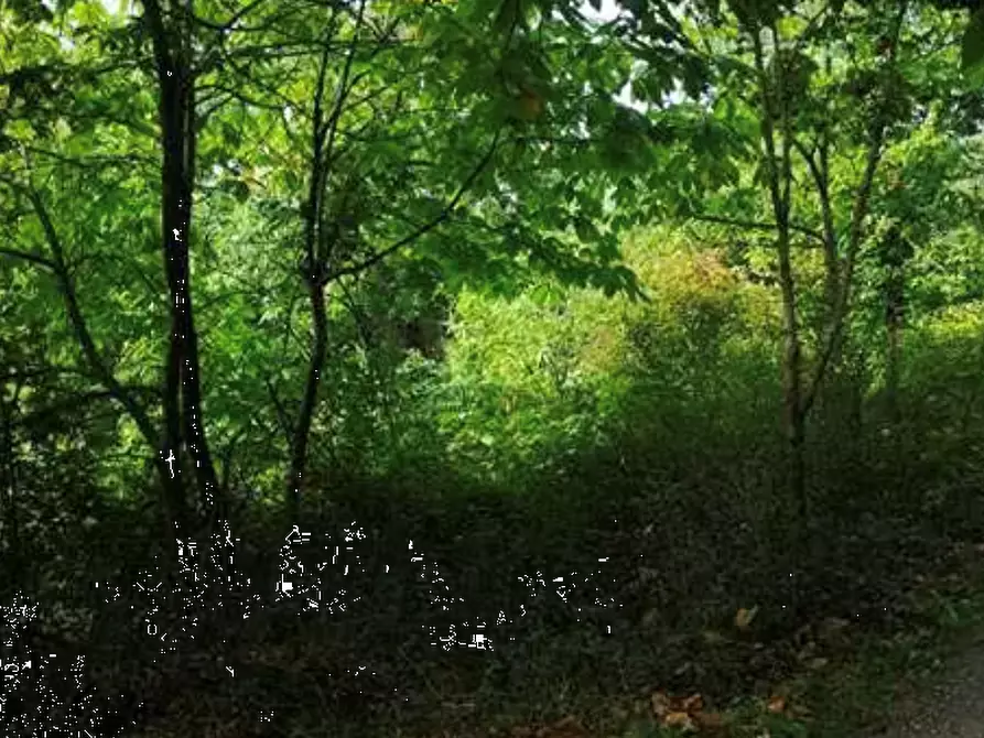 Immagine 2 di Terreno agricolo in vendita  in Localita' Il Saltino - Le Caselle - Via di Vezzana  a Barberino Di Mugello