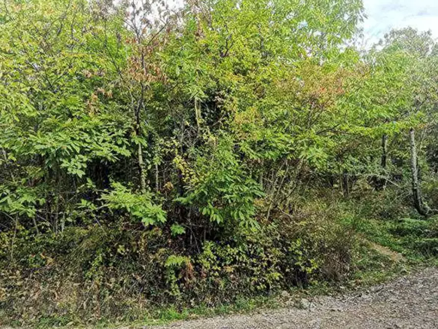 Immagine 3 di Terreno agricolo in vendita  in Localita' Il Saltino - Le Caselle - Via di Vezzana  a Barberino Di Mugello