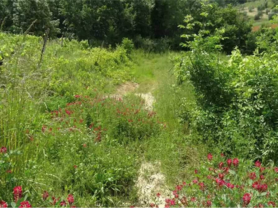 Immagine 2 di Terreno agricolo in vendita  in Via Ortimo a Montespertoli