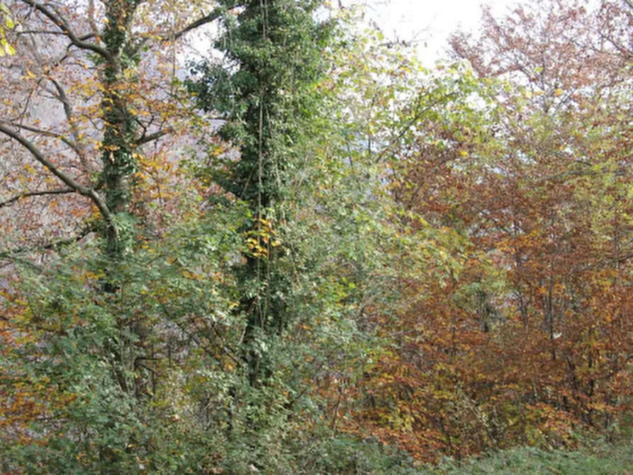 Immagine 1 di Terreno agricolo in vendita  in Località Serina a Serina