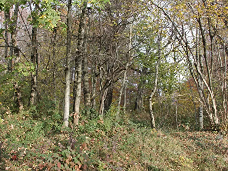 Immagine 2 di Terreno agricolo in vendita  in Località Serina a Serina