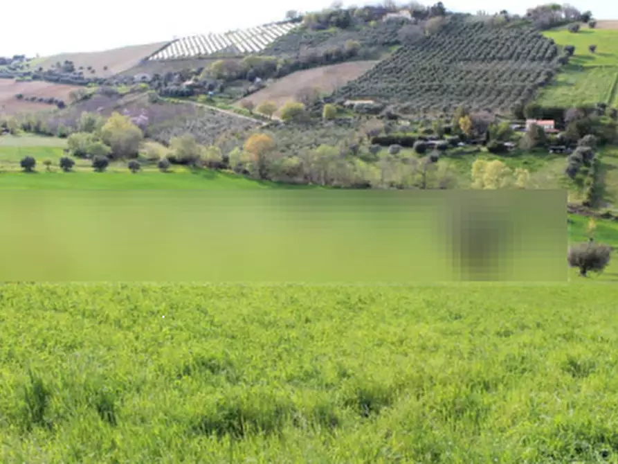 Immagine 2 di Terreno agricolo in vendita  in Contrada Piemarano a Lapedona