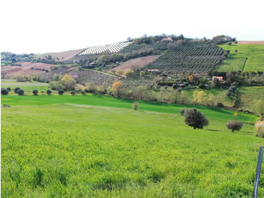 Immagine 4 di Terreno agricolo in vendita  in Contrada Piemarano a Lapedona