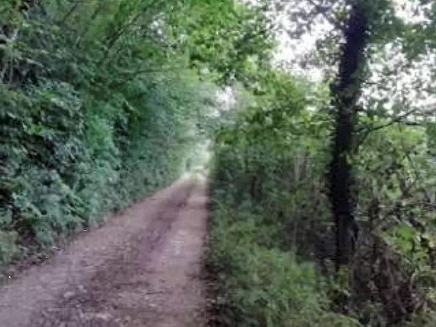 Immagine 2 di Terreno agricolo in vendita  in Via Altura a Salcedo