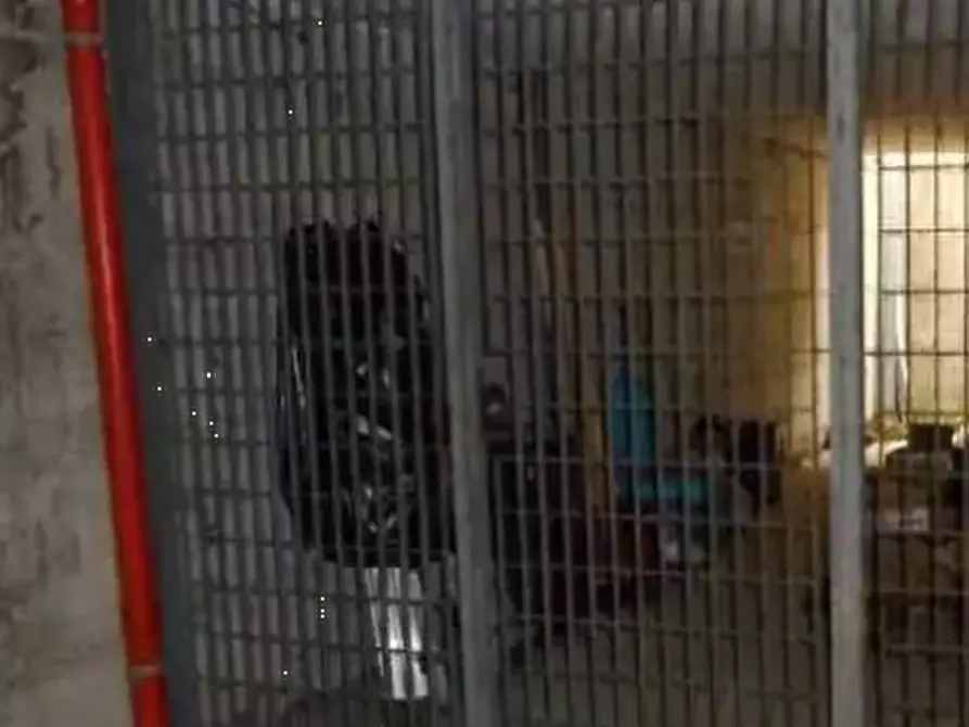 Immagine 3 di Magazzino in vendita  in Strada Croce Babucce a Tavullia