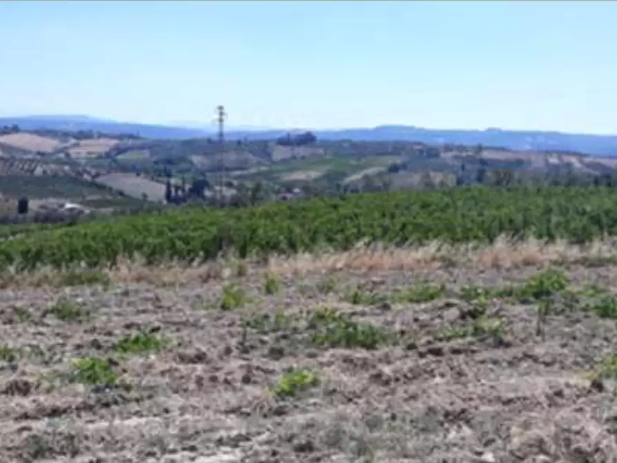 Immagine 2 di Terreno agricolo in vendita  in Via di Collegonzi a Vinci