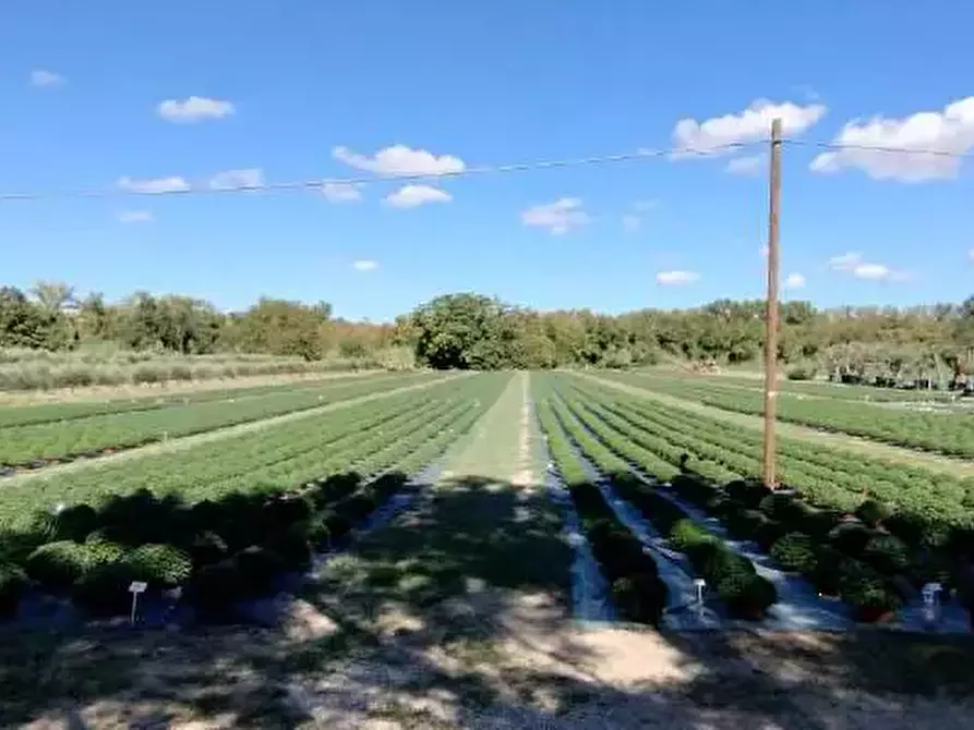 Immagine 6 di Terreno agricolo in vendita  in Via Vallato a Colli Al Metauro