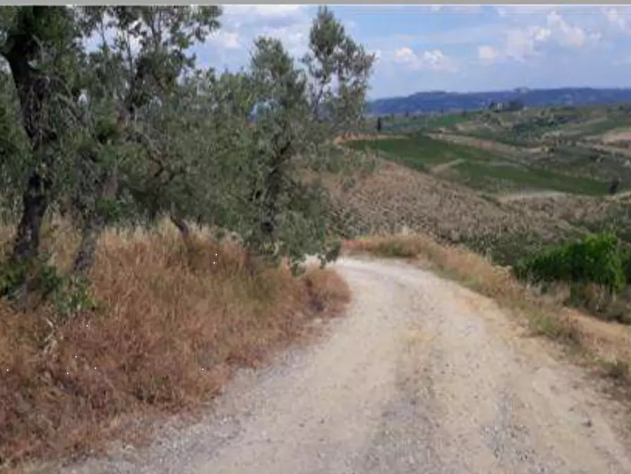 Immagine 2 di Terreno agricolo in vendita  in Via di Collegonzi a Vinci