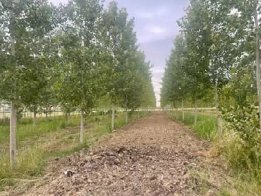 Immagine 9 di Rustico / casale in vendita  in Via Pramorin a Portogruaro