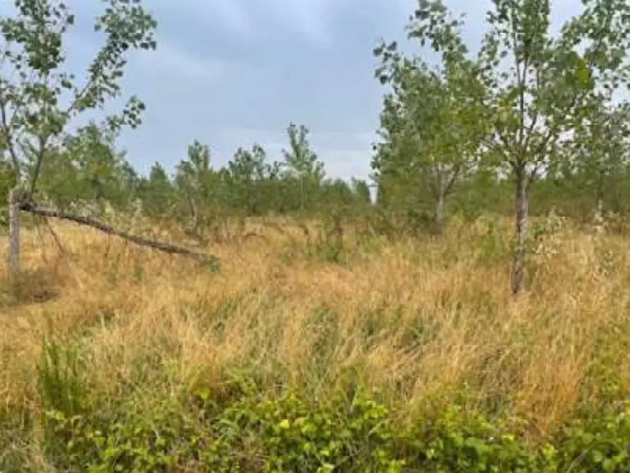 Immagine 2 di Terreno agricolo in vendita  in Via Pramorin a Portogruaro