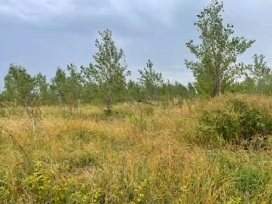 Immagine 4 di Terreno agricolo in vendita  in Via Pramorin a Portogruaro