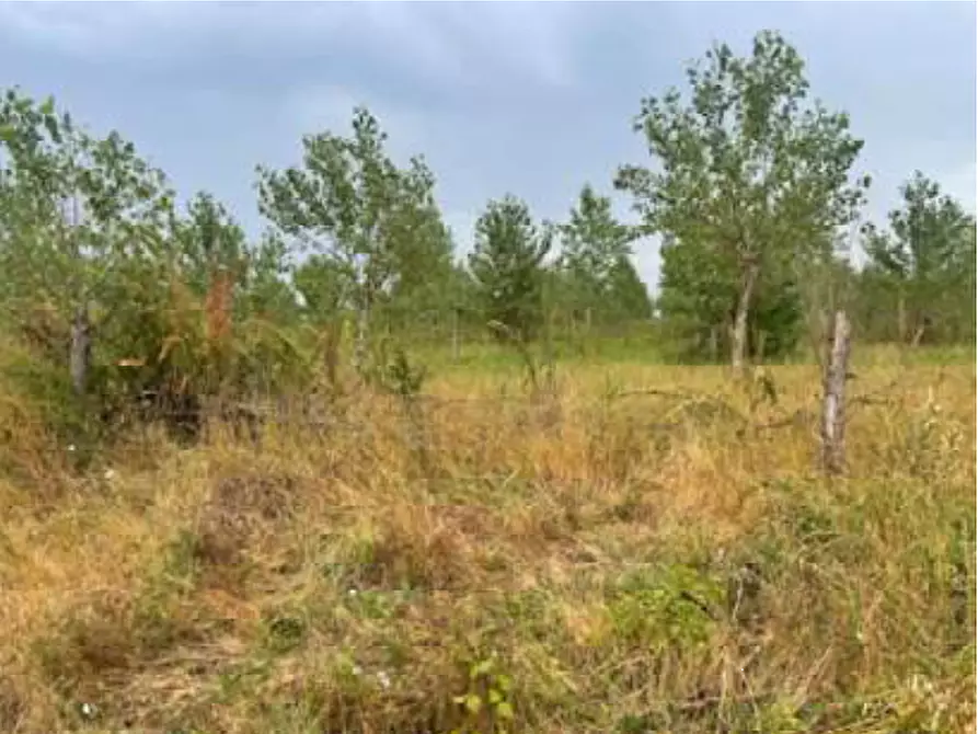 Immagine 5 di Terreno agricolo in vendita  in Via Pramorin a Portogruaro