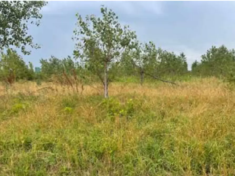 Immagine 6 di Terreno agricolo in vendita  in Via Pramorin a Portogruaro