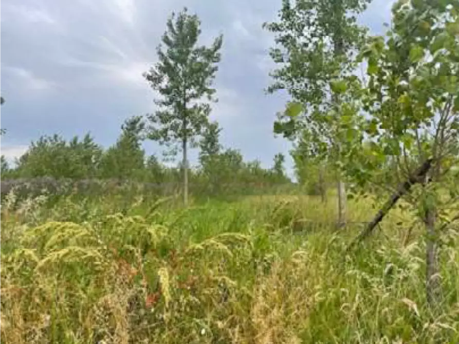 Immagine 7 di Terreno agricolo in vendita  in Via Pramorin a Portogruaro