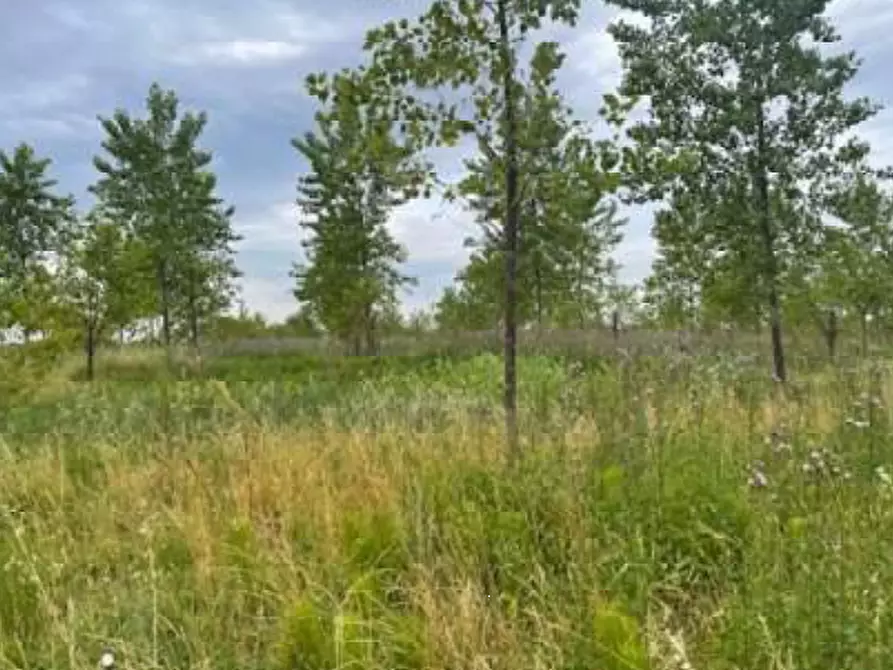 Immagine 9 di Terreno agricolo in vendita  in Via Pramorin a Portogruaro