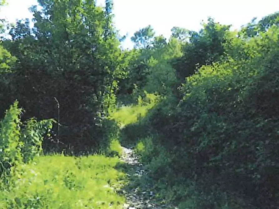 Immagine 3 di Terreno agricolo in vendita  in Località Prà a Cerro Veronese