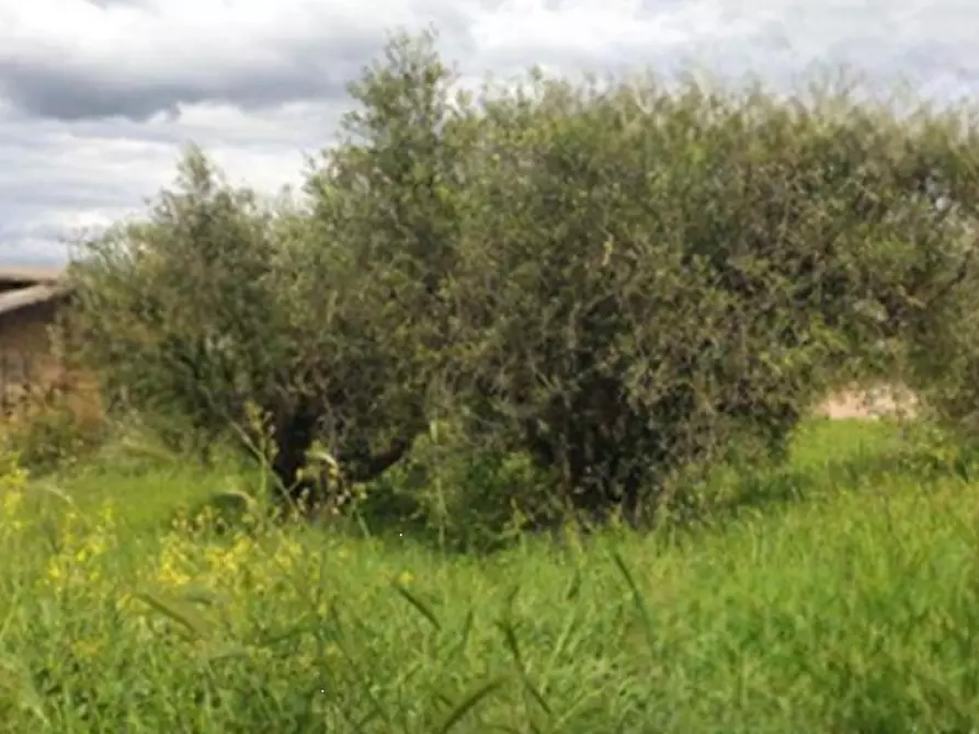Immagine 7 di Capannone industriale in vendita  in Via Cannetacci a Mentana