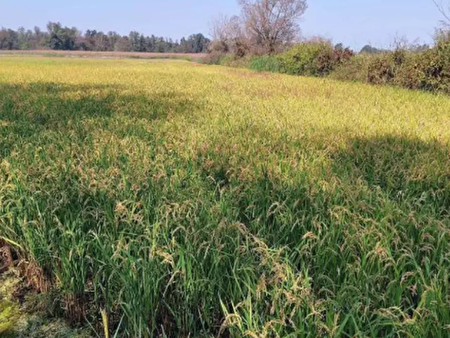Immagine 1 di Terreno agricolo in vendita  in Località Cascina Trinchera a Ozzero