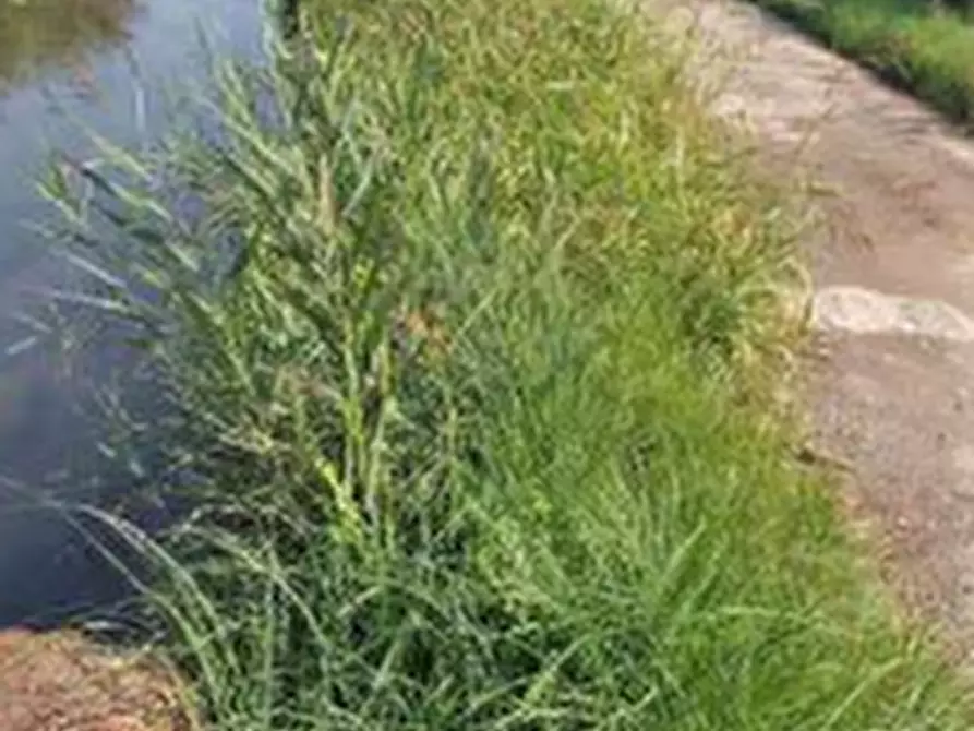 Immagine 3 di Terreno agricolo in vendita  in Località Cascina Trinchera a Ozzero