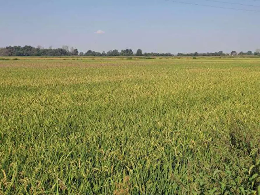 Immagine 2 di Terreno agricolo in vendita  in Località Cascina Trinchera a Ozzero