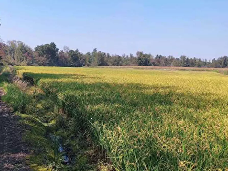 Immagine 3 di Terreno agricolo in vendita  in Località Cascina Trinchera a Ozzero