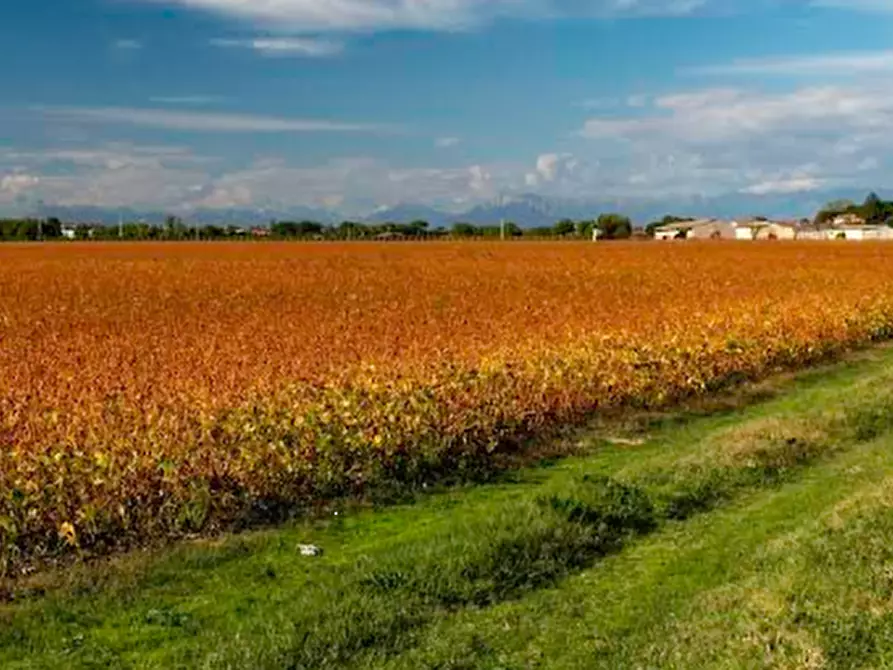 Immagine 2 di Terreno agricolo in vendita  in Frazione Privano a Bagnaria Arsa