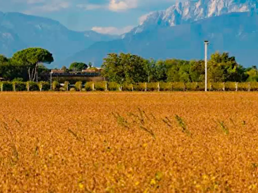 Immagine 3 di Terreno agricolo in vendita  in Frazione Privano a Bagnaria Arsa