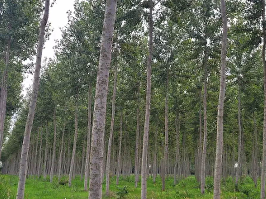 Immagine 4 di Terreno agricolo in vendita  in Frazione Privano a Bagnaria Arsa