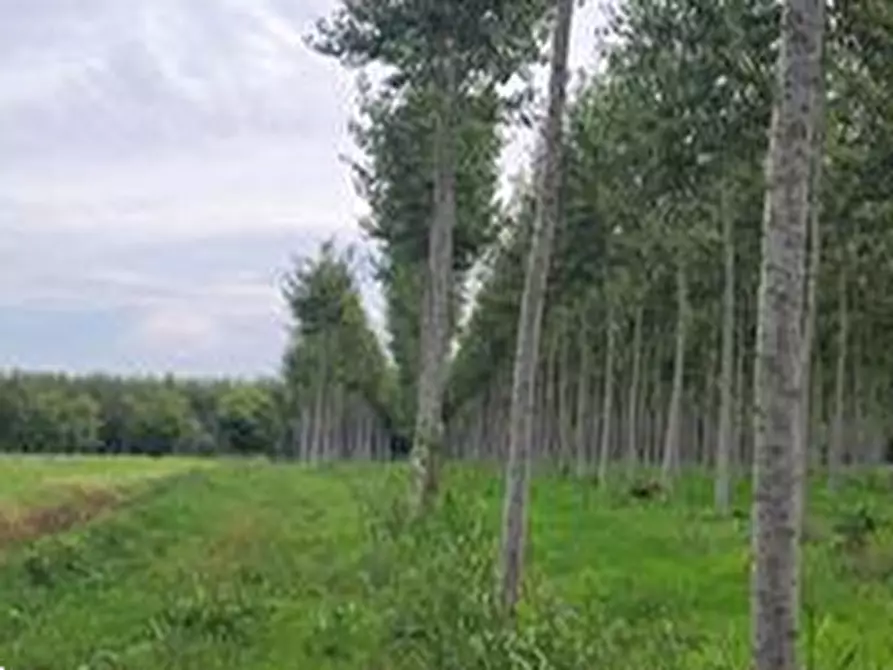Immagine 5 di Terreno agricolo in vendita  in Frazione Privano a Bagnaria Arsa