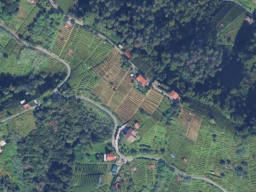 Immagine 1 di Terreno agricolo in vendita  in Località impruneta a Massa