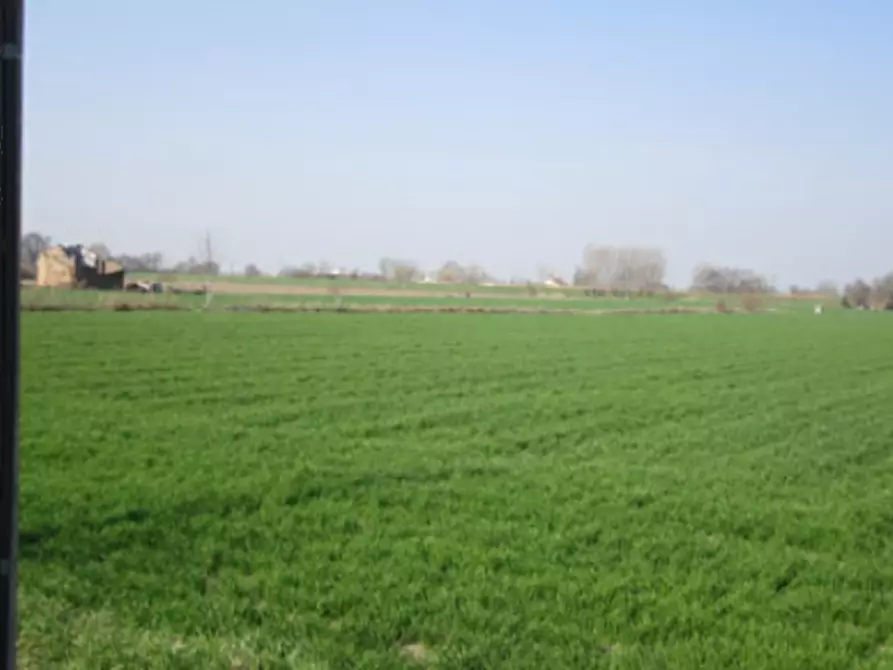 Immagine 2 di Terreno agricolo in vendita  in Via C. Canova a Moglia